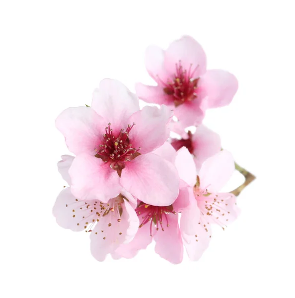 Beautiful Tree Blossom Isolated White Spring Season — Stock Photo, Image