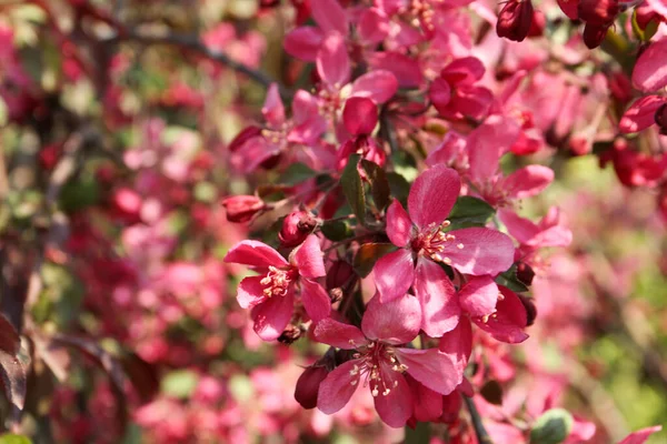 Närbild Bild Bild Blommande Träd Utomhus Solig Vårdag — Stockfoto