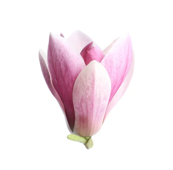 Bellissimo Fiore Magnolia Isolato Bianco Fiore Primavera — Foto Stock