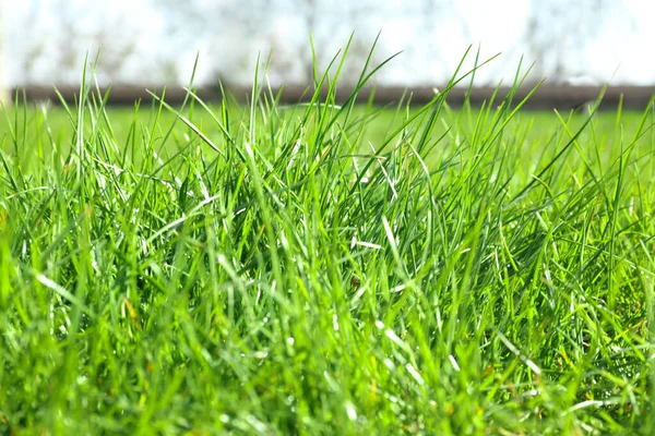 Herbe Verte Luxuriante Extérieur Jour Ensoleillé Gros Plan — Photo