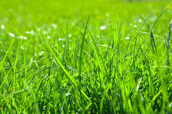 Exuberante Hierba Verde Aire Libre Día Soleado Primer Plano —  Fotos de Stock