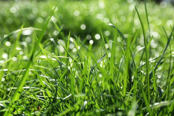 Herbe Verte Luxuriante Extérieur Jour Ensoleillé Gros Plan — Photo