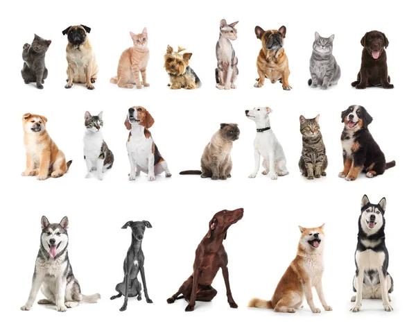 Set Diferentes Mascotas Sobre Fondo Blanco — Foto de Stock