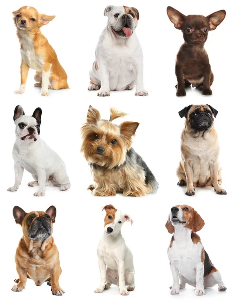 白い背景に異なる犬のセット — ストック写真