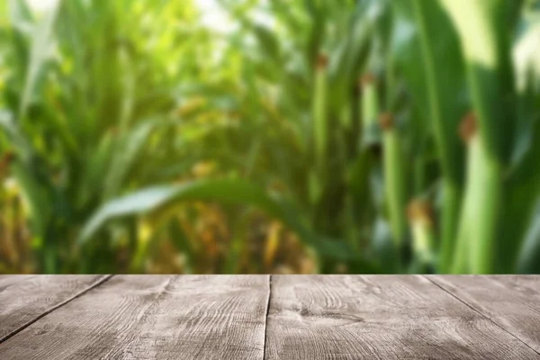 Prázdný Dřevěný Povrch Rozmazaný Výhled Krásné Kukuřičné Pole Mezera Pro — Stock fotografie