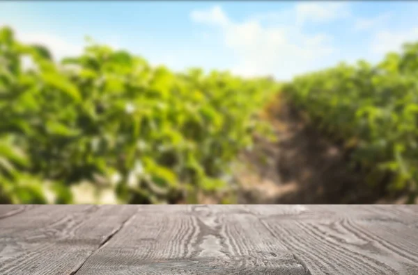 Empty Wooden Surface Blurred View Field Potato Bushes Space Text — Stock Photo, Image