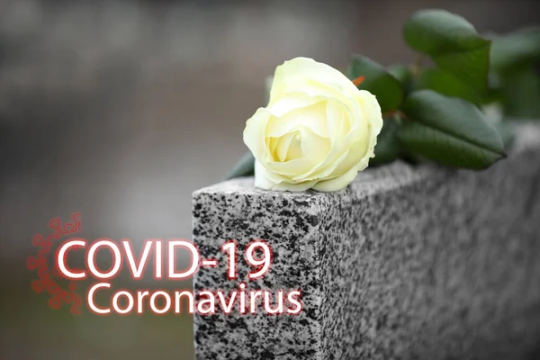 Похоронна Церемонія Присвячена Жертвам Коронавірусу Біла Троянда Надворі — стокове фото