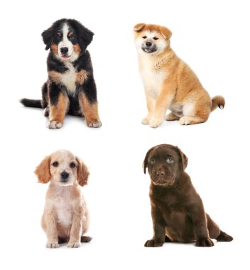 Beyaz arka planda sevimli köpek yavruları olan kolaj. Yavru hayvanlar