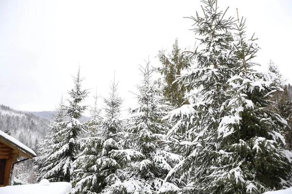 Hermoso Paisaje Con Bosque Día Invierno Nevado — Foto de Stock