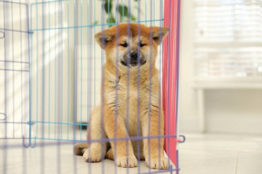 Oyun parkındaki şirin Akita Inu yavrusu. Yavru hayvan