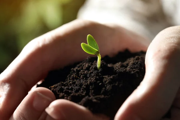 Kvinna Som Håller Jord Med Små Gröna Plantor Närbild — Stockfoto