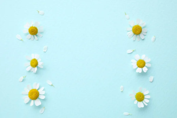 Beautiful Composition Chamomile Flowers Light Blue Background Flat Lay Space — Stock Photo, Image