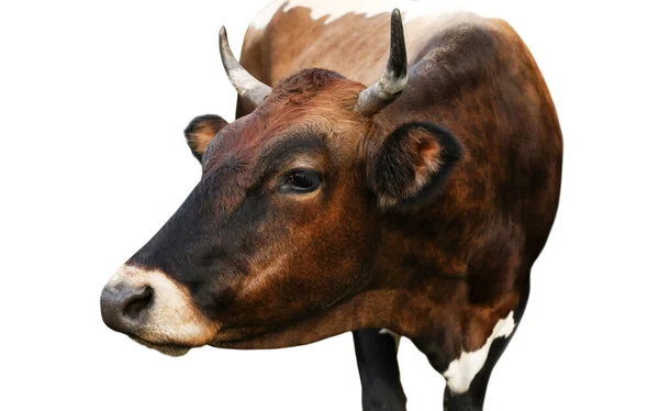 Красивая Коричневая Корова Белом Фоне Крупным Планом Животноводство — стоковое фото