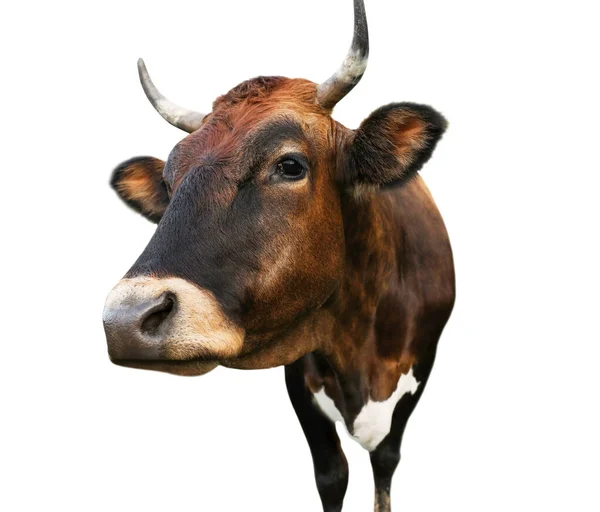 Schöne Braune Kuh Auf Weißem Hintergrund Nahaufnahme Tierhaltung — Stockfoto