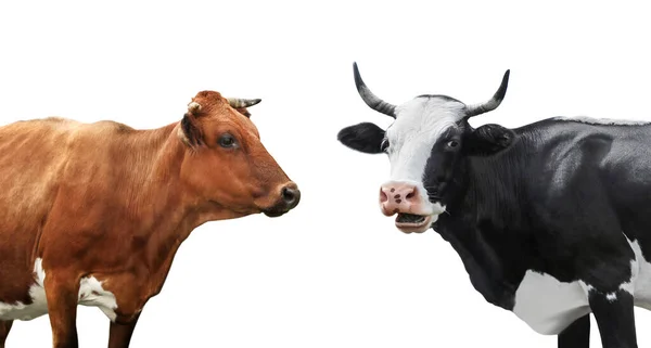 Beautiful Cows White Background Animal Husbandry — Stock Photo, Image