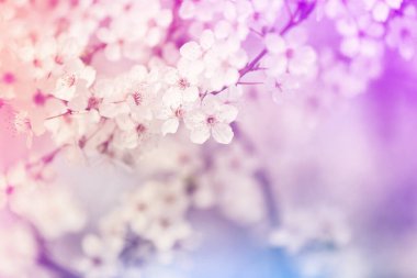 Açık havada çiçek açan bahar ağacının yakın görüntüsü, renkli.