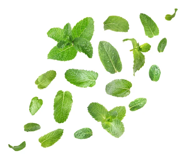 Set Flying Green Mint Leaves White Background — Stock Photo, Image