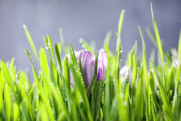 Friss Zöld Crocus Virág Harmattal Közelről Tavaszi Szezon — Stock Fotó