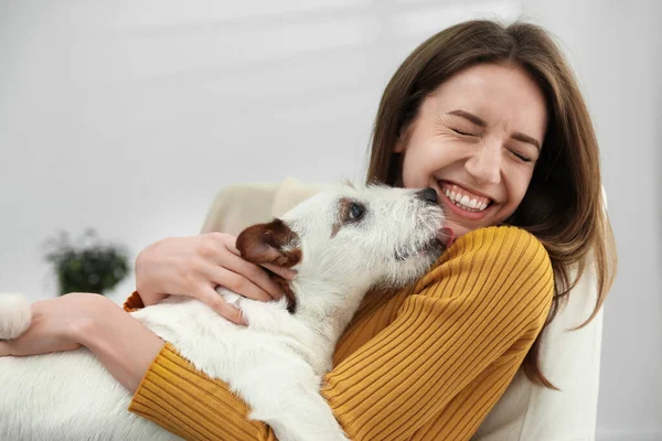 Evinde Jack Russell Terrier Olan Genç Bir Kadın Sevimli Hayvan — Stok fotoğraf