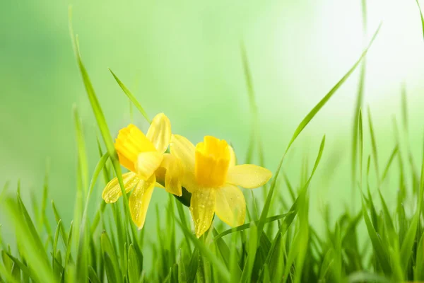 Grama Primavera Brilhante Narcisos Com Orvalho Contra Fundo Turvo — Fotografia de Stock
