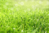 Světle zelená tráva venku za slunečného dne, detailní záběr