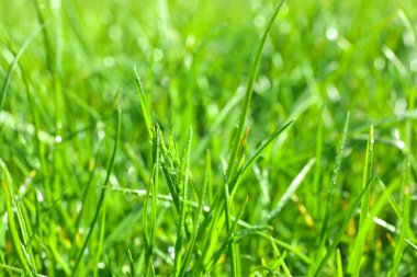 Güneşli bir günde yemyeşil çimenler, yakın çekim.