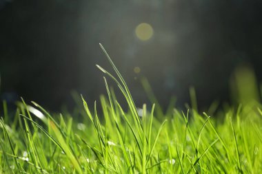 Güneşli bir günde yemyeşil çimenler, yakın çekim.