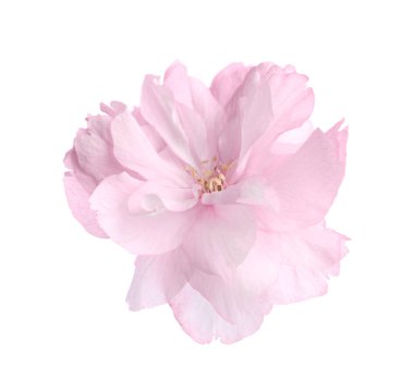 Güzel sakura çiçeği beyazın üzerinde soyutlanmış. Bahar mevsimi