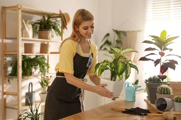 Ung Kvinna Med Dieffenbachia Växt Hemma Engagerande Hobby — Stockfoto