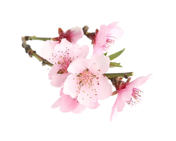 Ramo Árvore Com Flor Isolada Branco Temporada Primavera — Fotografia de Stock