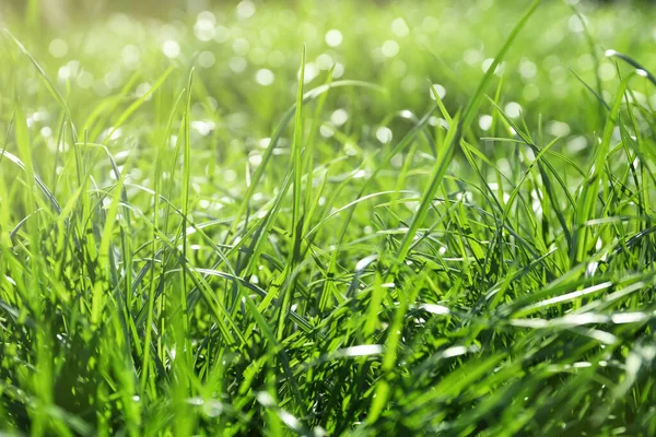 Exuberante Hierba Verde Aire Libre Día Soleado Primer Plano — Foto de Stock