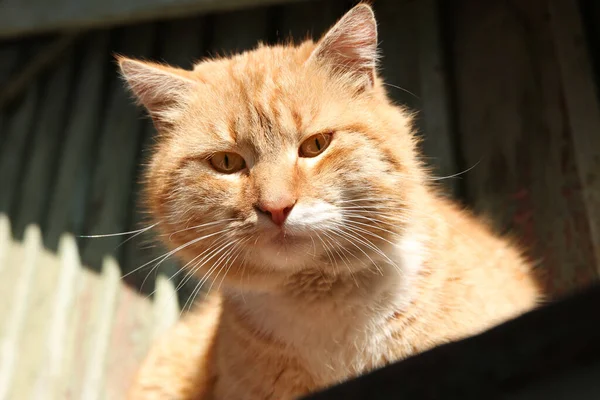 Beautiful Ginger Stray Cat Outdoors Sunny Day Closeup — Stock Photo, Image