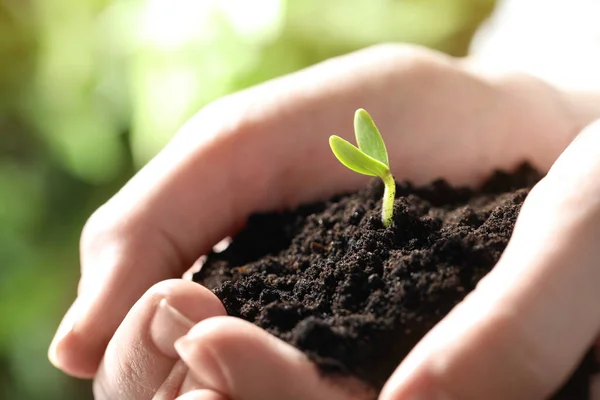 Kvinna Som Håller Jord Med Små Gröna Plantor Närbild — Stockfoto