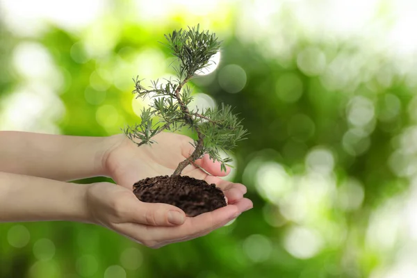 Woman Holding Small Tree Soil Blurred Green Background Closeup Ecology — Stock Photo, Image