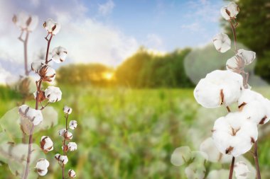 Güzel pofuduk pamuk çiçekler ve arka plandaki bulanık manzara, metin için boşluk 