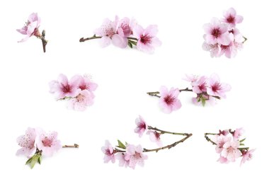 Beyaz arka planda çiçekli ağaç dalları. Bahar çiçekleri. 