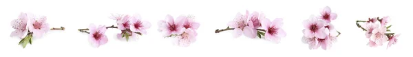 白地に花のある木の枝のセット バナーデザイン 春の花 — ストック写真