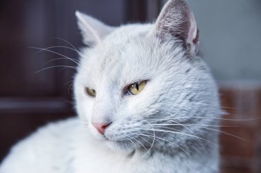 Güzel beyaz kedi dışarıda, yakın plan. Serseri hayvan.