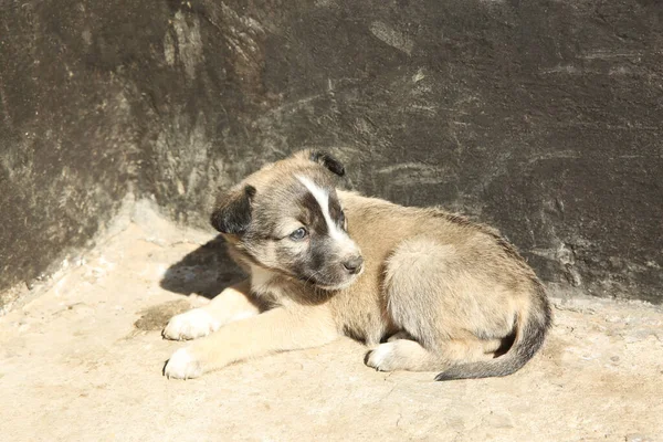 Güneşli Bir Günde Başıboş Gezen Köpek Yavrusu Yavru Hayvan — Stok fotoğraf