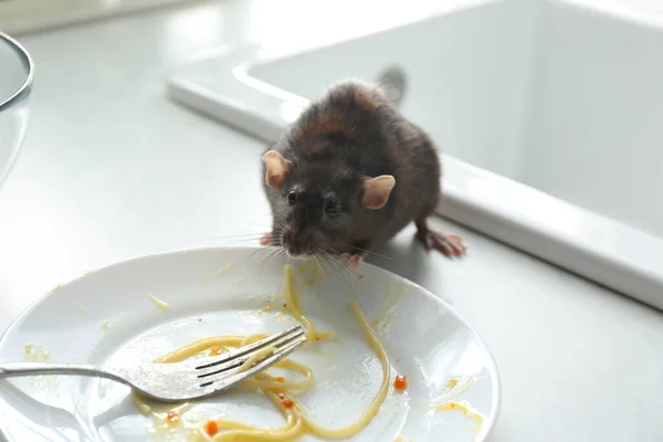 Ratte Neben Schmutzigem Teller Auf Küchentheke Schädlingsbekämpfung — Stockfoto