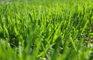 Güneşli bir günde yemyeşil çimenler, yakın çekim.