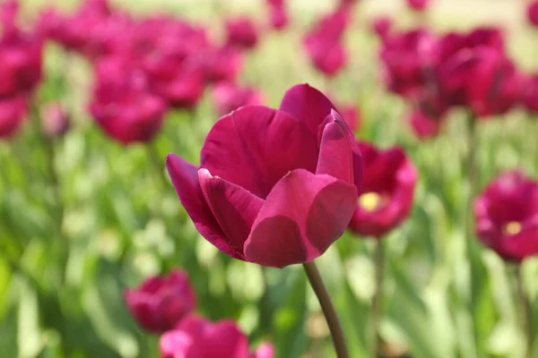 Mooie Bloeiende Tulpen Buiten Zonnige Dag — Stockfoto