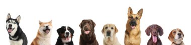Beyaz arka planda farklı köpeklerle kolaj. Pankart tasarımı