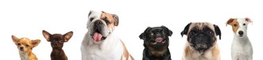Beyaz arka planda farklı köpeklerle kolaj. Pankart tasarımı