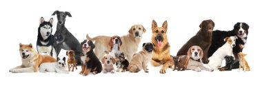 Beyaz arka planda farklı köpeklerle kolaj. Pankart tasarımı