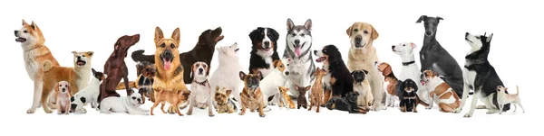 Collage Mit Verschiedenen Hunden Auf Weißem Hintergrund Bannerdesign — Stockfoto