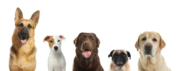 Collage Con Diferentes Perros Sobre Fondo Blanco Diseño Banner — Foto de Stock