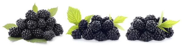 Set Ripe Blackberries White Background Banner Design — Stock Photo, Image