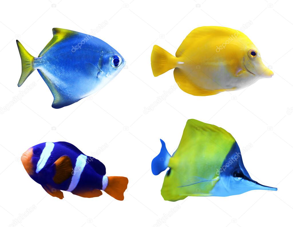 Set of different bright tropical fishes on white background