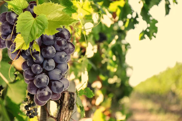Verse Rijpe Sappige Druiven Groeien Takken Wijngaard Ruimte Voor Tekst — Stockfoto